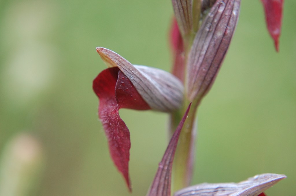 Serapias x semilingua Camus